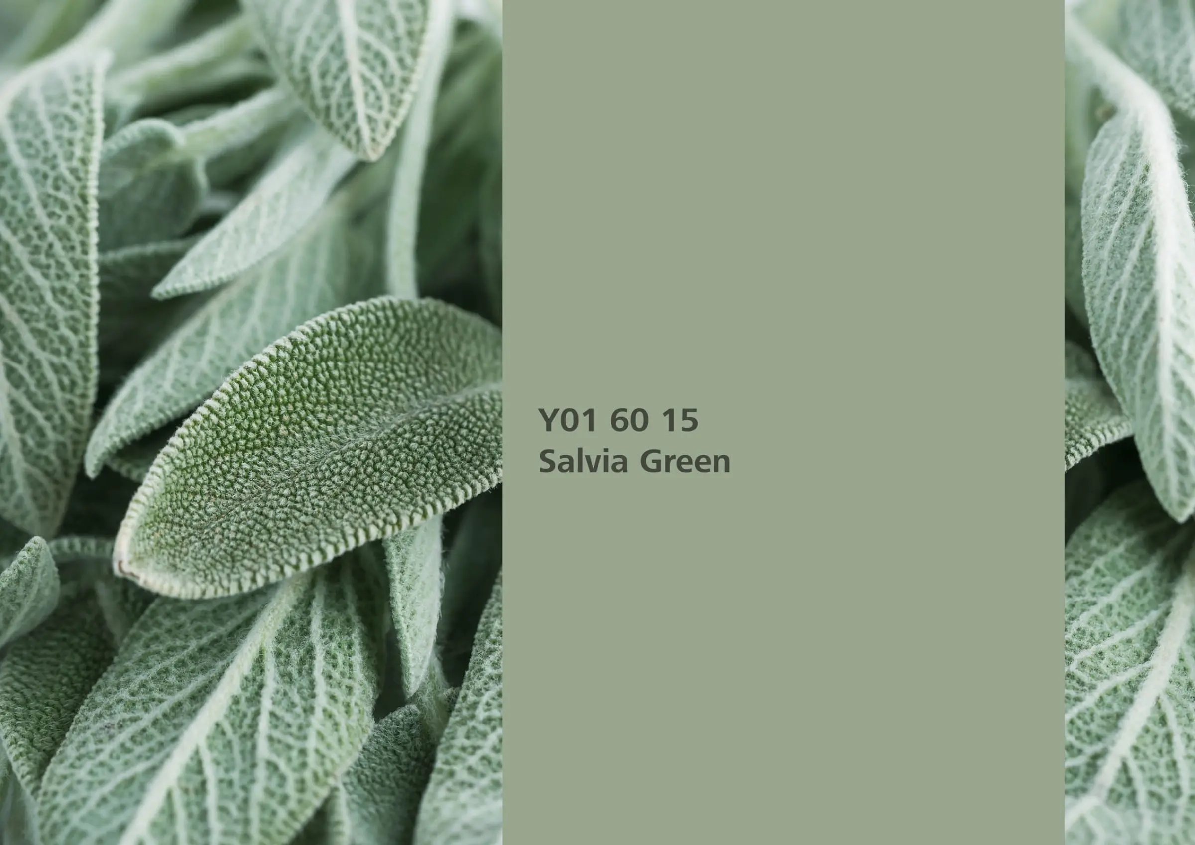 Salvia Green