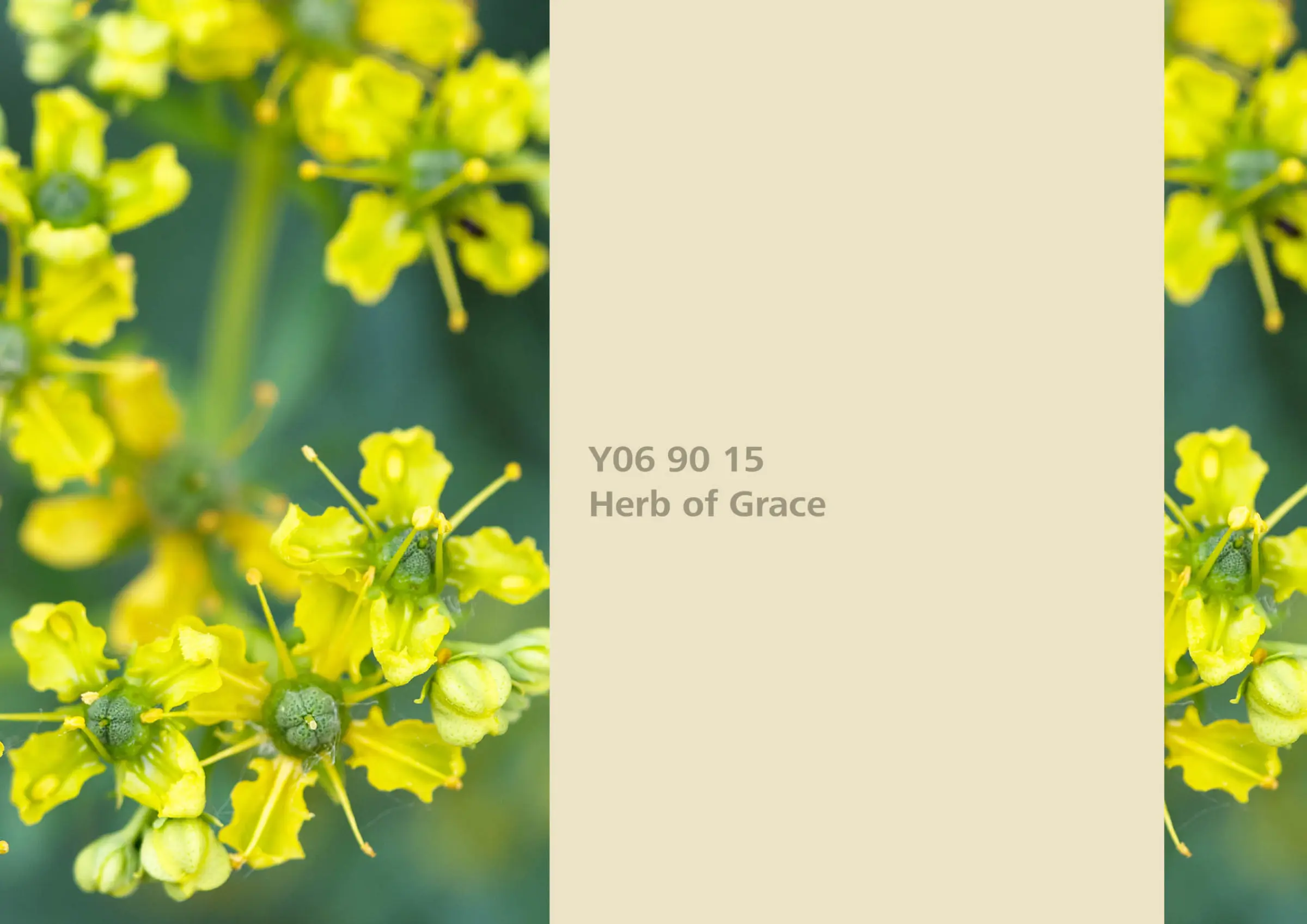 Nye fargetoner til Veggmaling eller takmaling fra Sto Norge, kreative fargekombinasjoner