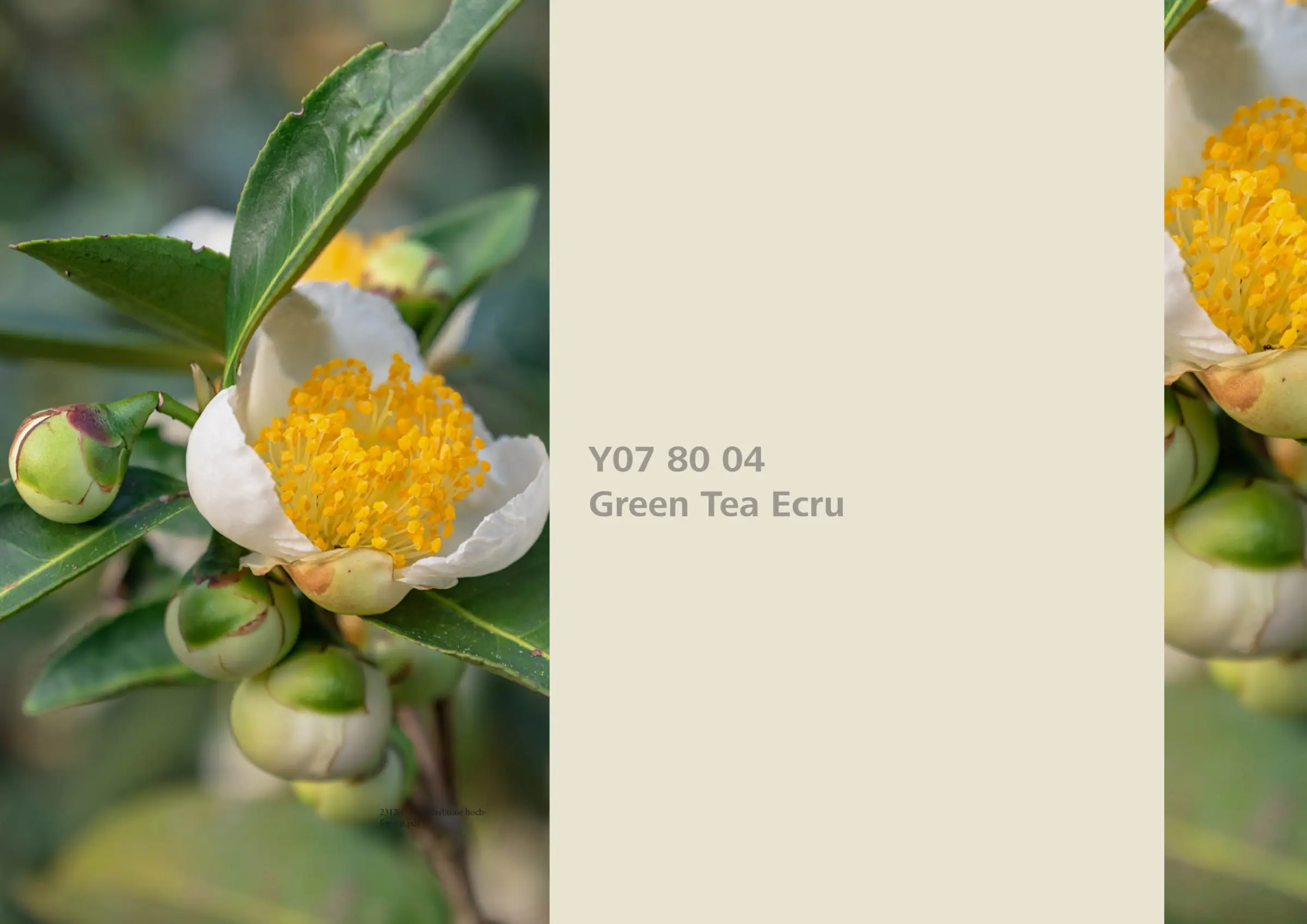 Nye fargetoner til Veggmaling eller takmaling fra Sto Norge, kreative fargekombinasjoner